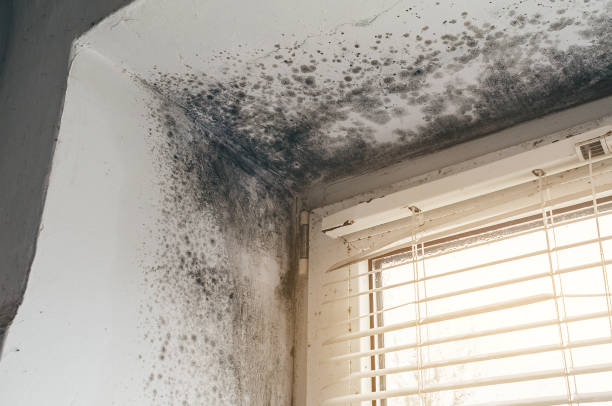 Affordable Mold Remediation solutions in Camden, TN